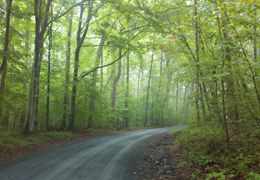 Through the Woods