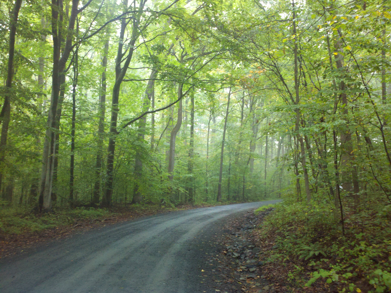 wooded-track.png