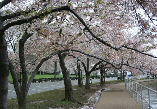 Cherry Trees at the Tidal Basin