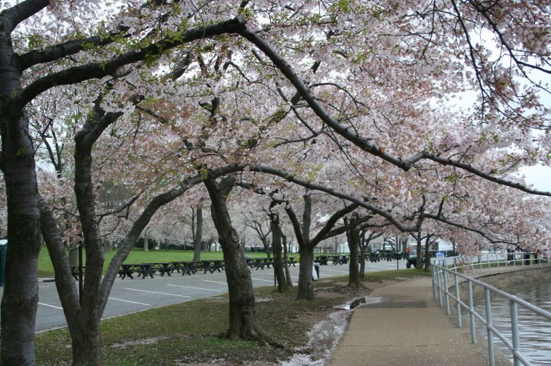 Cherry_Tree_Lane5005951529208141655.jpg